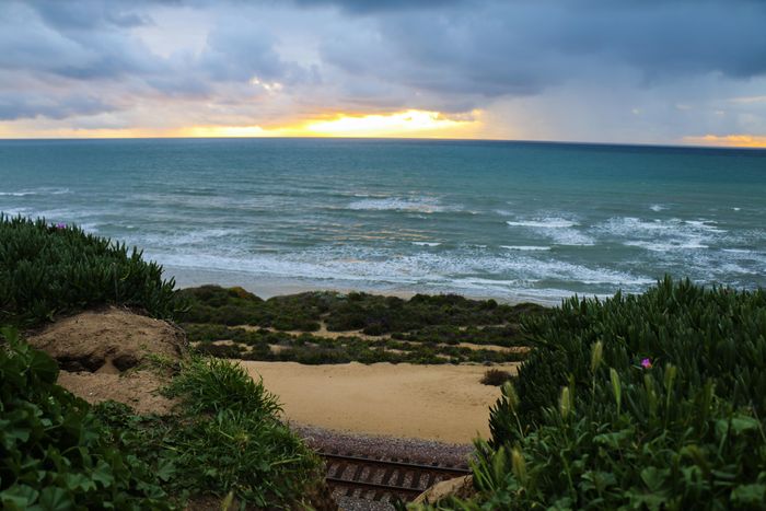 Torrey pines